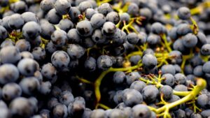 Cabernet Sauvignon