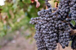 Merlot
